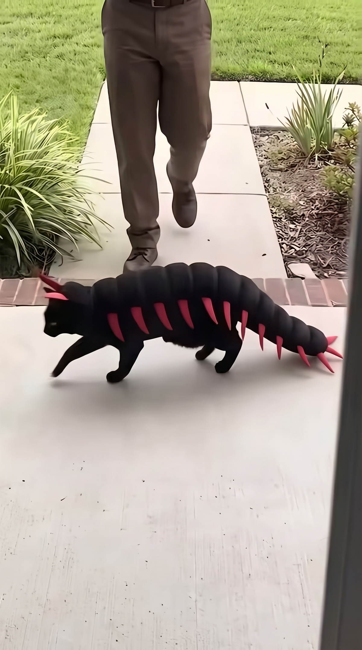 Disfraz de Ciempiés Ajustable para Gatos